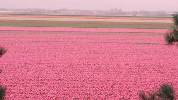 Hollanda Bahar Yaz Mevsiminde Tarlada Açan Lale Çiçeklerinin Renkli Renkli — Stok video