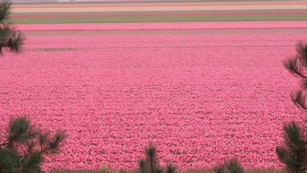 Hollanda Bahar Yaz Mevsiminde Tarlada Açan Lale Çiçeklerinin Renkli Renkli — Stok video