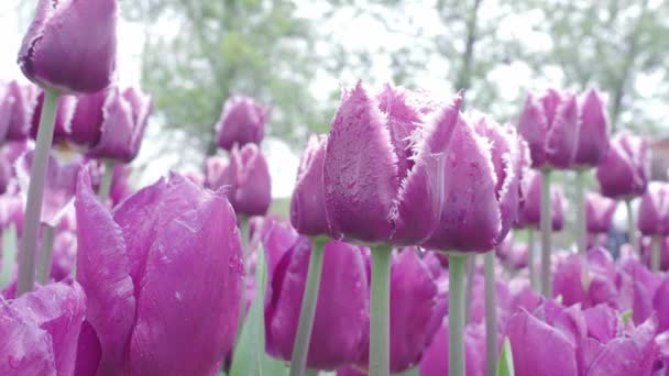 Paesaggio Filmato Fiori Tulipano Colorati Fioritura Nel Campo Aprile Maggio — Video Stock