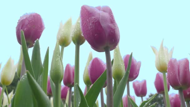 4月から5月にかけてオランダの春と夏の時期に咲くカラフルなチューリップの花の風景映像 オランダのチューリップフィールドの多くの鮮やかな色は 光の風によって吹く ローアングルビュー — ストック動画