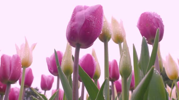 Landschapsbeelden Van Kleurrijke Tulpenbloemen Bloeien Het Veld Van April Tot — Stockvideo