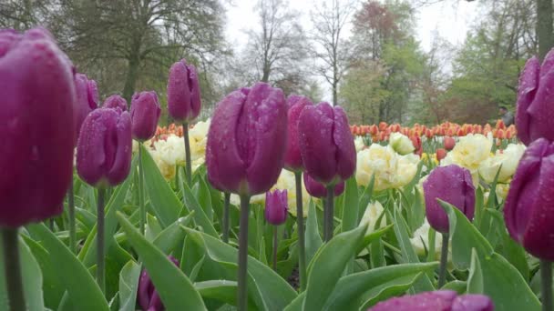 Пейзаж Красочными Цветами Тюльпана Цветущими Поле Апреля Май Нидерландах Весенне — стоковое видео