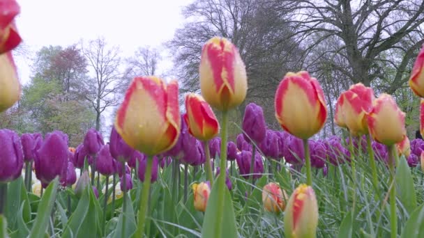 4月から5月にかけてオランダの春と夏の時期に咲くカラフルなチューリップの花の風景映像 オランダのチューリップフィールドの多くの鮮やかな色は 光の風によって吹く ローアングルビュー — ストック動画