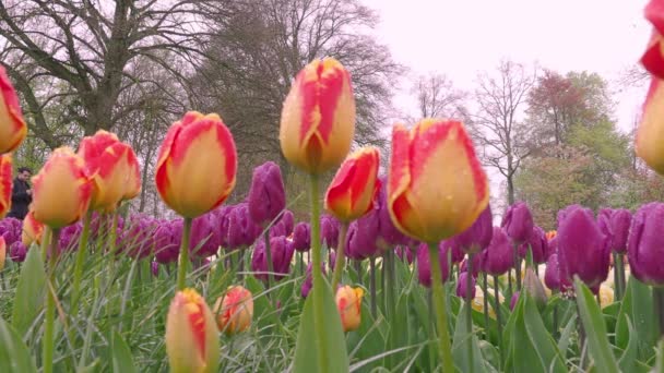 Nisan Dan Mayıs Kadar Hollanda Bahar Yaz Aylarında Tarlada Açan — Stok video
