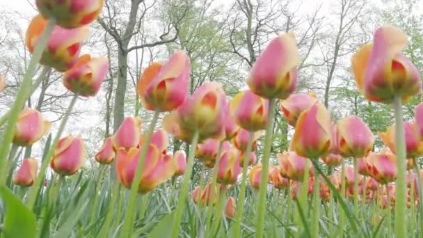 Krajinné Záběry Barevných Tulipánových Květů Kvetoucích Poli Dubna Května Nizozemsku — Stock video