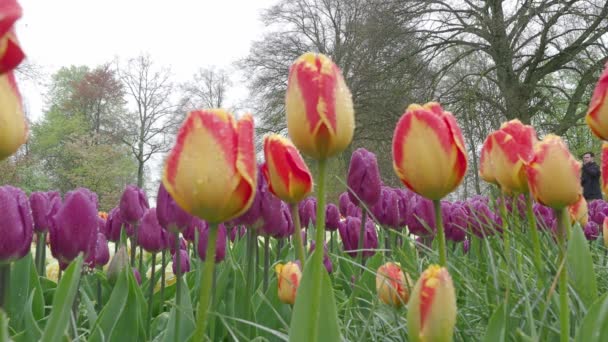 Landschaftsaufnahmen Von Farbenfrohen Tulpenblumen Die Von April Bis Mai Niederländischen — Stockvideo