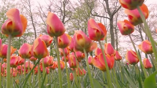 Nagranie Krajobrazowe Kolorowych Kwiatów Tulipanów Kwitnących Polach Kwietnia Maja Holandii — Wideo stockowe