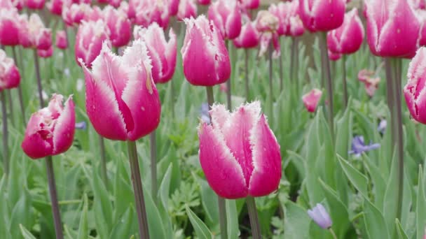 Imágenes Del Paisaje Coloridas Flores Tulipán Que Florecen Campo Abril — Vídeo de stock