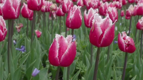 Cuplikan Lansekap Bunga Tulip Berwarna Warni Yang Mekar Lapangan Pada — Stok Video