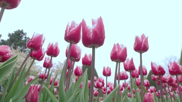 Пейзаж Красочными Цветами Тюльпана Цветущими Поле Апреля Май Нидерландах Весенне — стоковое видео