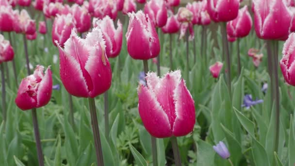 Imágenes Del Paisaje Coloridas Flores Tulipán Que Florecen Campo Abril — Vídeos de Stock