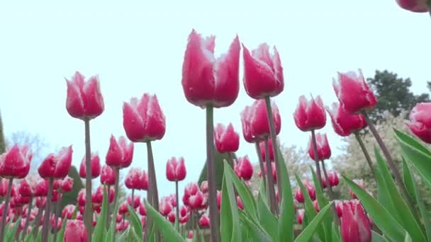 Landschaftsaufnahmen Von Farbenfrohen Tulpenblumen Die Von April Bis Mai Niederländischen — Stockvideo