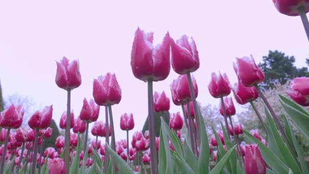 Cuplikan Lansekap Bunga Tulip Berwarna Warni Yang Mekar Lapangan Pada — Stok Video