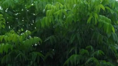 Yağmur mevsiminde ağaçlara düşen yağmur. Yağmur mevsiminde hava tahmini konsepti için nem göstergesi. Yapraklar yağmur fırtınalarında yağmur damlalarına çarpar. Düşük açı