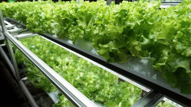Dikey ev çiftliği ya da dikey yığında yeni ekme teknolojisi kullanan modern sebze çiftliği. Karbondioksit salınımını azaltmak için LED ışıkları altında büyüyen kapalı tarım hidrofonik santralleri. QC geçti.