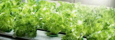 Dikey ev çiftliği ya da dikey yığında yeni ekme teknolojisi kullanan modern sebze çiftliği. Karbondioksit salınımını azaltmak için LED ışıkları altında büyüyen kapalı tarım hidrofonik santralleri. QC geçti.