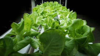 Dikey ev çiftliği ya da dikey yığında yeni ekme teknolojisi kullanan modern sebze çiftliği. Karbondioksit salınımını azaltmak için LED ışıkları altında büyüyen kapalı tarım hidrofonik santralleri. QC geçti.