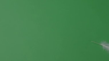 Tüylü hareket yeşil ekranda. Tüyler hareket eder ve kameranın önünde uçar. Video veya film yapımında kullanmak için yeşil ekran krom anahtar tekniği. Yeşil arka plana karşı beyaz kuş kanadı