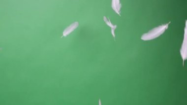 Beyaz tüylerin Yavaş Hareketi veya kuş kanatlarının yeşil ekran arka plan stüdyosuna düşüşü. Yumuşak tüyün yavaşça yere düşüşü yeşil ekran krom tuşuna basıyor..