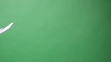 Beyaz tüylerin Yavaş Hareketi veya kuş kanatlarının yeşil ekran arka plan stüdyosuna düşüşü. Yumuşak tüyün yavaşça yere düşüşü yeşil ekran krom tuşuna basıyor..