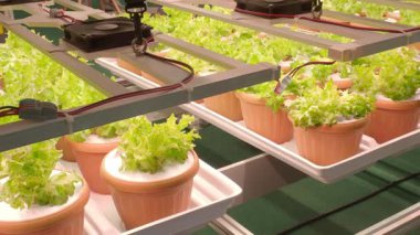 Kapalı alanda çiftçilik. Yüksek teknolojili hidroponik tarım sistemi yapay LED ışıkları altında taze yeşil marul yetiştiriyor. Akıllı Kentsel tarım tarımı bitkilerin büyümesini arttırır. Gelecek teknolojisi.