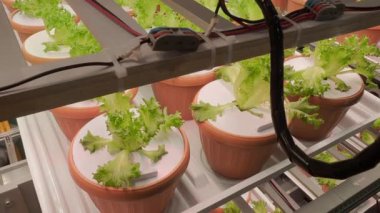 Kapalı alanda çiftçilik. Yüksek teknolojili hidroponik tarım sistemi yapay LED ışıkları altında taze yeşil marul yetiştiriyor. Akıllı Kentsel tarım tarımı bitkilerin büyümesini arttırır. Gelecek teknolojisi.