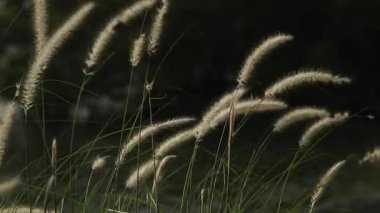 Tüy Çim ağır çekim. Beyaz çimen çiçekleri ılık güneş ışığı altında hafifçe sallanırlar. Ağaçların ve suyun yumuşak odaklı arka planı, sakin açık hava manzarasını güçlendirir. Arkaplanı kapat.