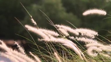 Tüy Çim ağır çekim. Beyaz çimen çiçekleri ılık güneş ışığı altında hafifçe sallanırlar. Ağaçların ve suyun yumuşak odaklı arka planı, sakin açık hava manzarasını güçlendirir. Arkaplanı kapat.