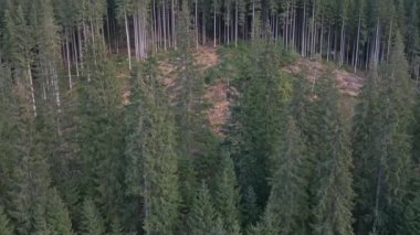 Dağların yamaçlarında yetişen kozalaklı ormanın yukarıdan görünen görüntüsü. 4K