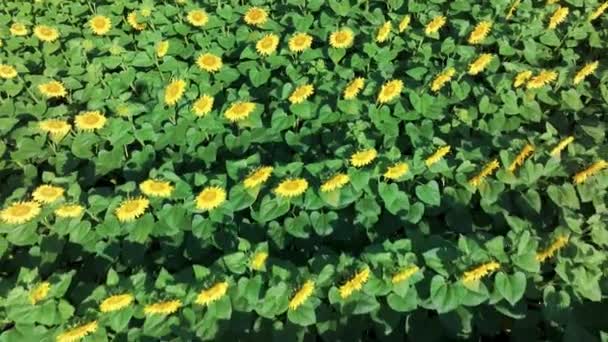 Czterokilometrowy Filmik Słonecznikiem Rolnictwo Widok Lotu Ptaka Słoneczniki Biorąc Słonecznik — Wideo stockowe