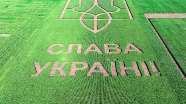Ukrajinský Erb Trident Uprostřed Zeleného Pole Záběr — Stock video