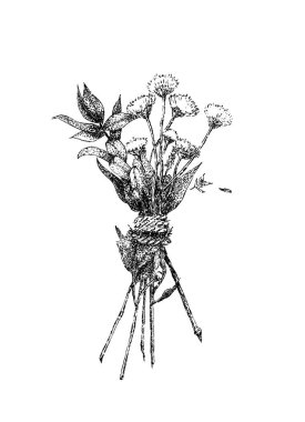 Hand drawn black and white vintage illustration of wildflowers. Retro herbs elements design