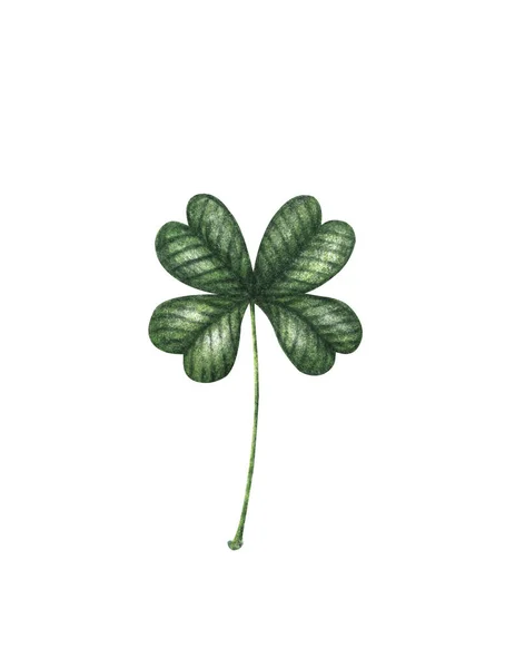 Four Leaf Clover Green Watercolor Leave Isolated White Background Patricks — Stockfoto