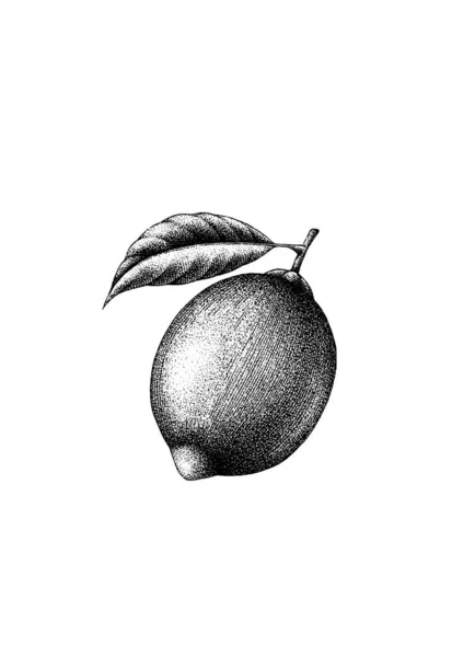 Ilustración Botánica Plantilla Diseño Retro Vintage Limón Tinta Gráfica Dibujada — Vector de stock
