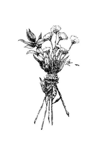 Hand Drawn Black White Vintage Illustration Wildflowers Retro Herbs Elements — Wektor stockowy