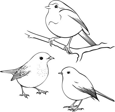 Robin Bird 'ün siyah beyaz mürekkep çizimi. Boyama sayfası. Şarkı söyleyen kuşun el çizimi vektör mürekkebi çizimi. Renk sayfası. 