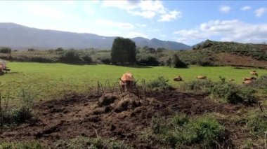 Asturias, İspanya 'daki Llanes Dağı' ndaki bir çayırda hayvanlarla saman yiyen büyük bir inek.
