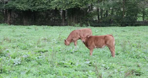Brown Cow Calf Grazing Looking Defiant Asturias Spain — Stock Video