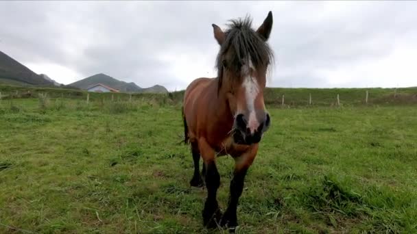 Bonito Cavalo Pastando Prado Grama Verde Chegando Para Interagir Vale — Vídeo de Stock