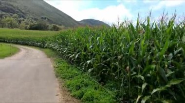 İspanya 'nın Asturias, Llanes kentindeki Ardisana Vadisi' nde büyük bir mısır koçanı tarlasının yanında yürüyorum. Görüş Noktası (POV), öznel görünüm