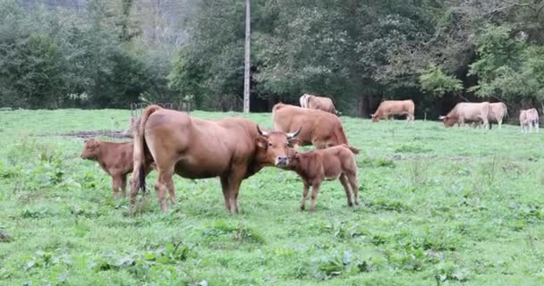 Коричневая Корова Телятами Лугу Жалуется Астурии Испания — стоковое видео