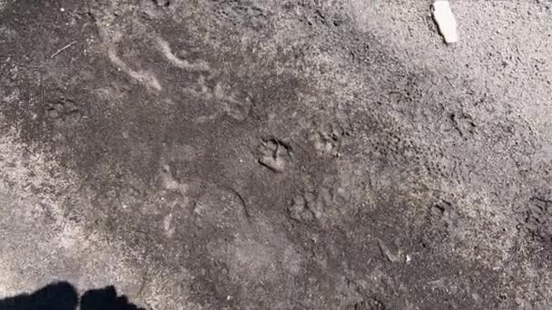 泥土地上有几只狗或动物的脚印 — 图库视频影像