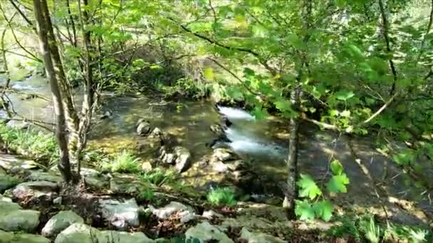 Krajina Krásné Řeky Mezi Zelenými Stromy Sluncem Stínem Řeka San — Stock video