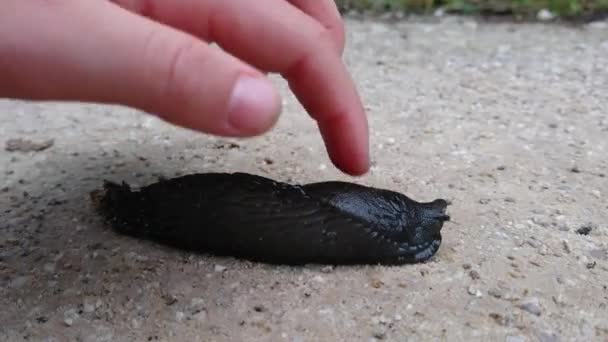 Schwarze Nacktschnecke Auf Dem Boden Schrumpft Wenn Der Finger Eines — Stockvideo