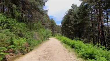 Bakış açısı (P.O.V.) Madrid 'deki Sierra de Guadarrama Dağı' nda baharda verimli bir ormanda toprak yol boyunca yürüyorum.