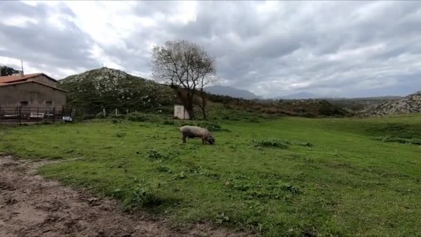 Свиньи Пасутся Лугу Зеленой Травы Поле Льянесе Астурия Испания — стоковое видео