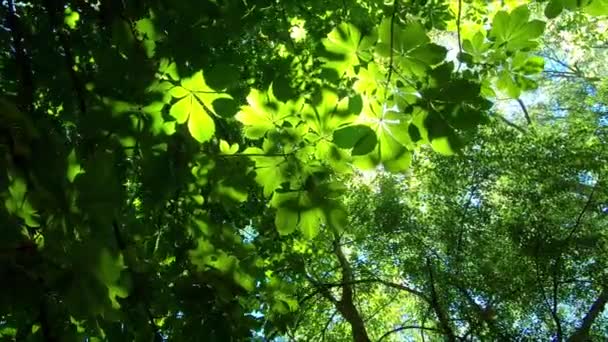 Piękny Widok Chodzenie Pod Liśćmi Gałęziami Kasztanowców Bardzo Bujnym Zielonym — Wideo stockowe