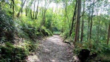 Ardisana Vadisi 'nde, Asturias' ta, İspanya 'da, Ardisana Vadisi' nde güneşli ve gölgeli bir ormanda yol boyunca yürüyorum. Görüş Noktası (POV), öznel görünüm