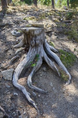İspanya, Madrid 'deki Guadarrama Ulusal Parkı dağlarındaki bir ormanda ağaç gövdesi tuhaf bir şekilde kesilmiş.