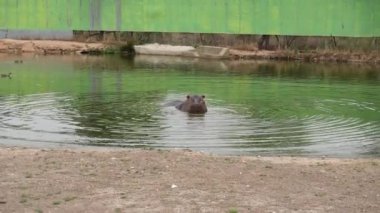 Gölette su aygırı yemek yiyor, sanki konuşuyor ve bakıyor gibi.